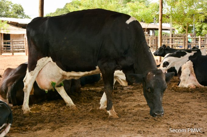 Vitória da Conquista está entre os dez maiores produtores de leite da Bahia