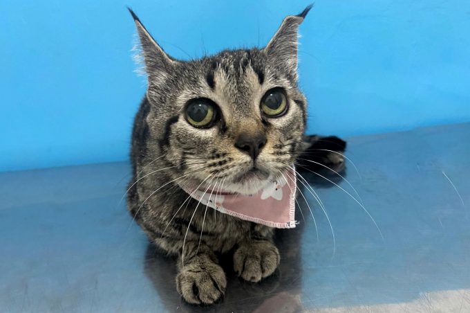 Centro de Apoio à Saúde Animal realiza campanha de prevenção do câncer de mama em pets