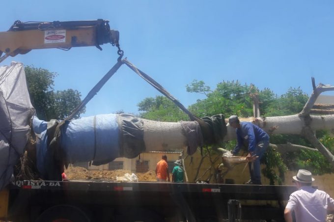 Semma faz remoção de árvore nativa para horto florestal