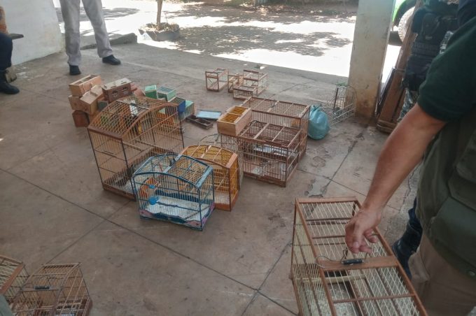 Secretaria de Meio Ambiente e Guarda Municipal apreendem dezenas de aves silvestres durante operação em feiras livres