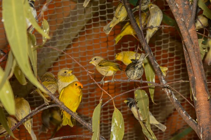 Cetas recebe 379 pássaros apreendidos pela PRF em um ônibus de turismo na BR-116