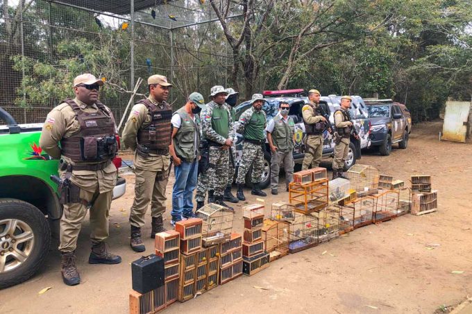 Secretaria Municipal do Meio Ambiente, PM e Guarda Municipal apreendem pássaros silvestres em feiras de Vitória da Conquista