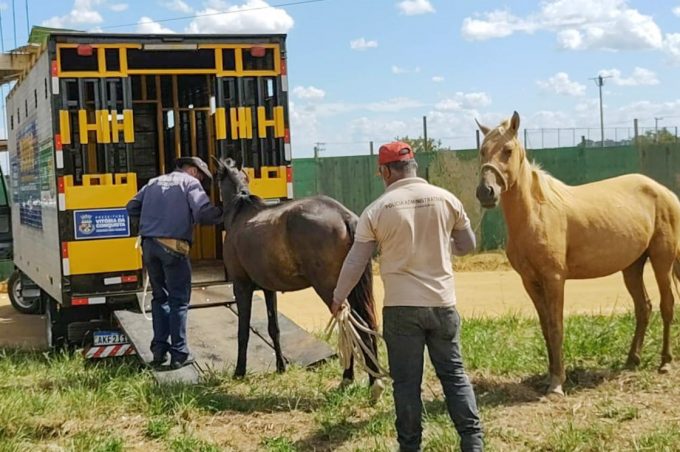 Prefeitura coloca em operação novo veículo para apreensão de animais de grande porte abandonados em vias públicas