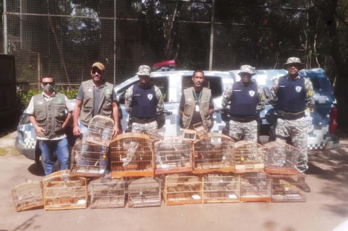 Operação da Semma com apoio do Gama resgata 20 pássaros silvestres na cidade