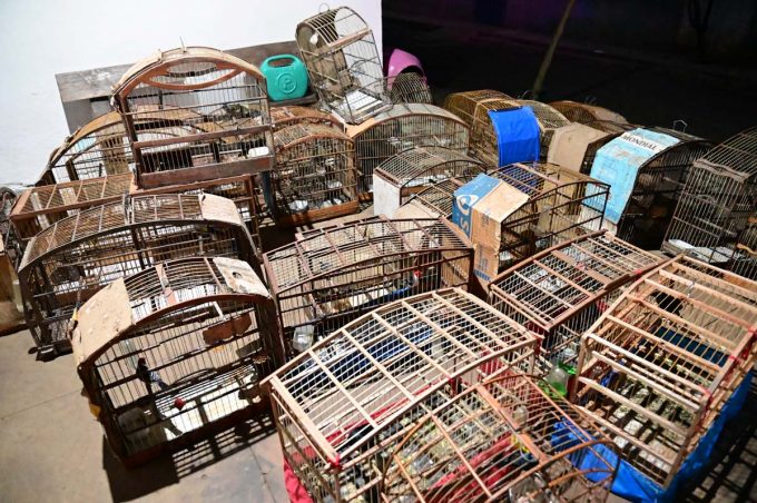 Cetas recebe aves resgatadas de cativeiro clandestino e reforça papel essencial na preservação da fauna
