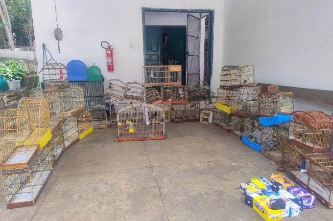 Ação conjunta da Semma e do Gama resgata 47 pássaros silvestres em pontos de venda ilegal em Vitória da Conquista