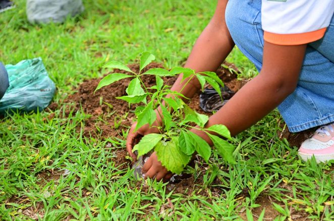 Vitória da Conquista recebe selo internacional “Cidade Árvore do Mundo” e se torna referência em sustentabilidade