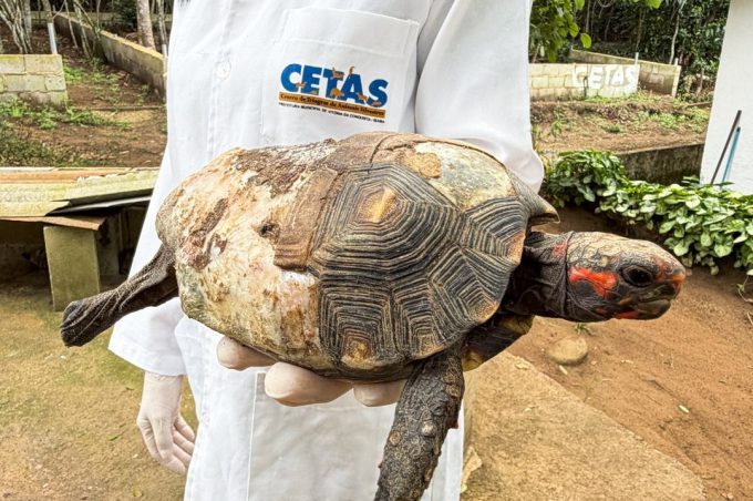 Cetas de Vitória da Conquista reforça papel na preservação da fauna e atende quase mil animais silvestres no primeiro semestre