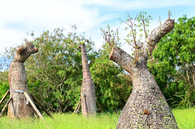 Das sete barrigudas transplantadas na Lagoa das Bateias, cinco já brotaram