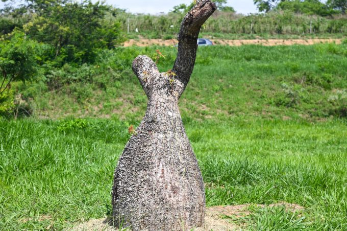Barrigudas transplantadas pela Semma no Parque Municipal Lagoa das Bateias já apresentam brotos