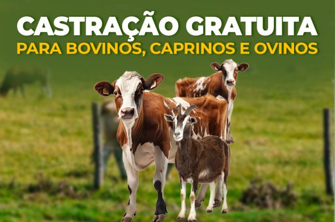 Prefeitura inicia cadastro de produtores no programa de castração gratuita de bovinos, caprinos e ovinos