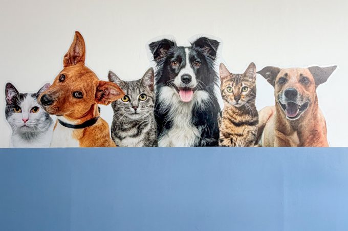Prefeitura orienta sobre cuidados com cães e gatos durante período de baixa umidade