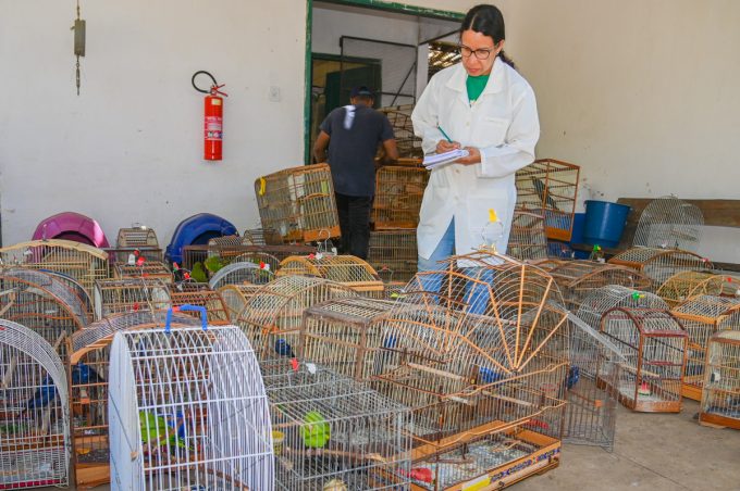 Cetas recebe mais de 300 animais recolhidos em operação realizada pelo Ministério Público