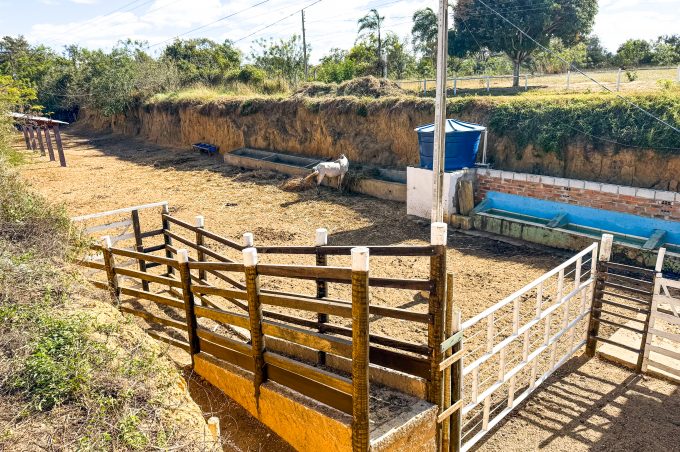 Coordenação de Posturas apreendeu mais de 500 animais de grande porte em vias da cidade no ano de 2025