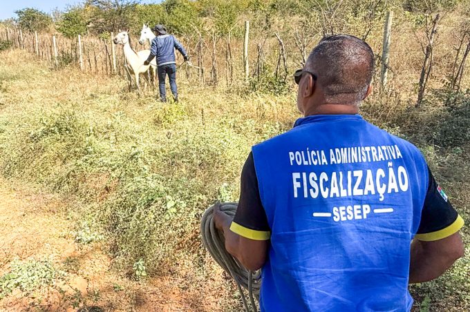 Apreensão de animais de grande porte reforça segurança nas vias e garante cuidados aos animais