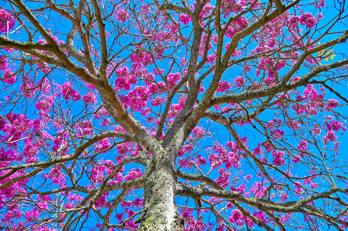 Ipê Rosa Com floração no inverno, beleza dos ipês-rosa chama a atenção nas ruas ...