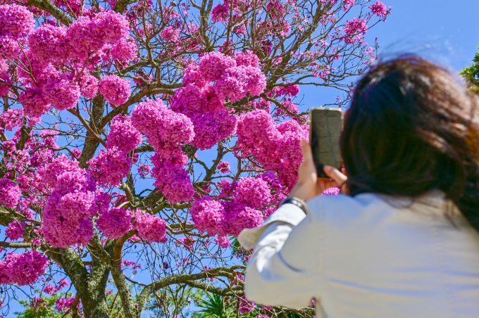 Com floração no inverno, beleza dos ipês-rosa chama a atenção nas ruas e praças de Vitória da Conquista