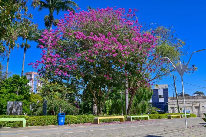 Prefeitura estabelece diretrizes para arborização com espécies nativas em projetos e obras públicas