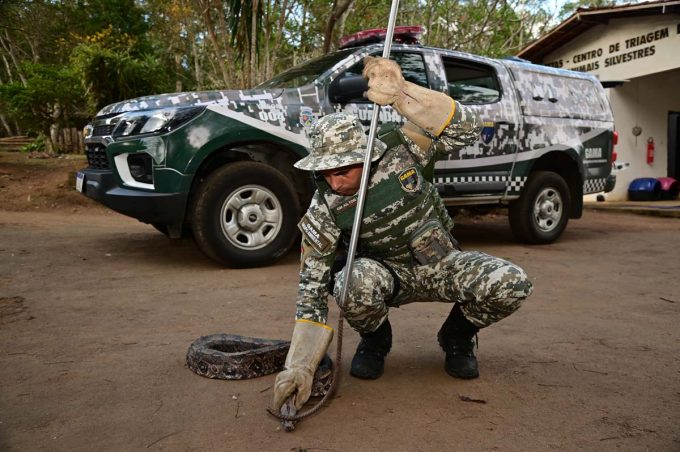 Grupo de Apoio ao Meio Ambiente da Guarda Municipal resgata jiboia na zona rural e reforça ações de proteção ambiental em toda a cidade