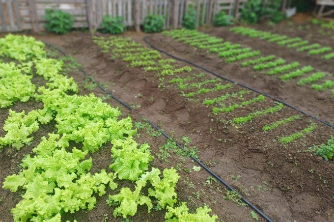 Com apoio da SMDR, Emurc investe em horta comunitária. Alimentos serão distribuídos entre os funcionários