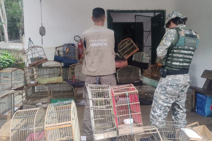 Ação da Secretaria de Meio Ambiente com apoio da Guarda Municipal apreende mais de 70 pássaros silvestres e 100 gaiolas