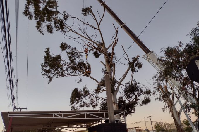 Secretaria do Meio Ambiente realiza poda de três árvores em risco de queda