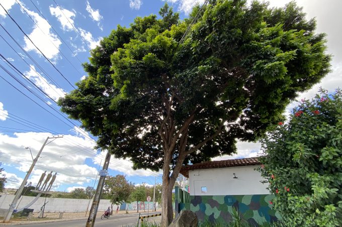 Seis novas árvores são tombadas pela Prefeitura de Conquista