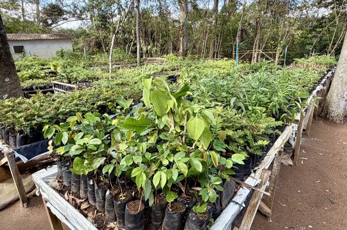 Herbário Sertão da Ressaca produz espécies nativas para arborização e recuperação ambiental em Conquista