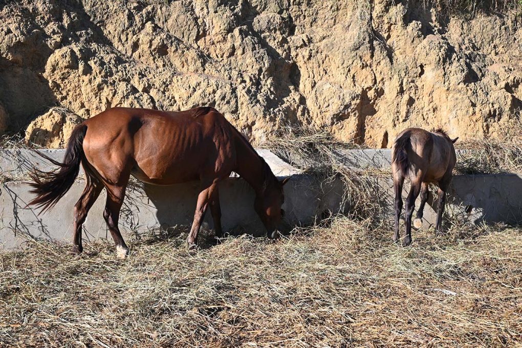 Manutenção de cemitérios e curral 16 05 11