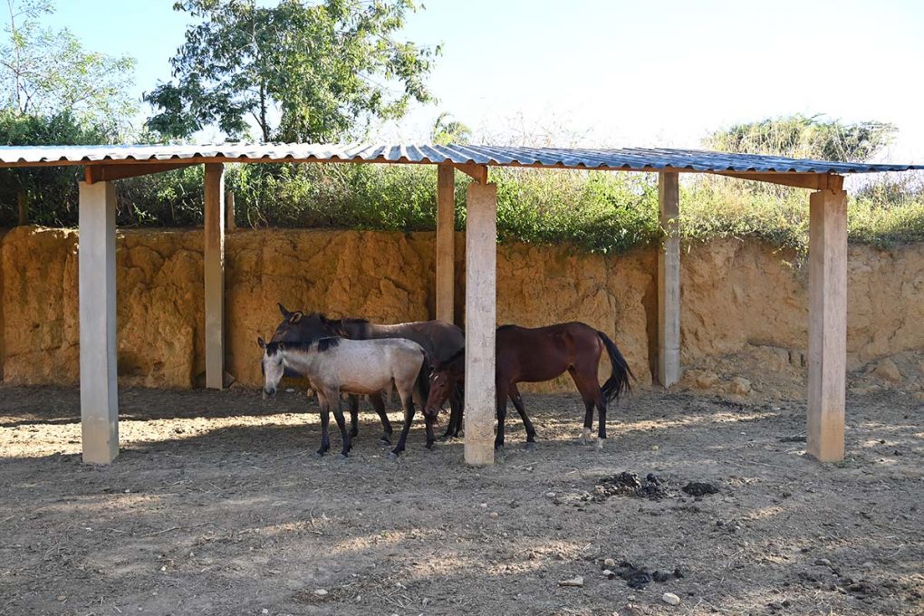 Resgate de animais abandonados pela Prefeitura de Vitória da Conquista 2 Manutenção de cemitérios e curral 16 05 13