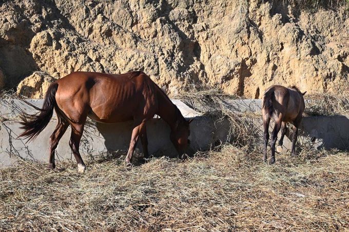 Curral Municipal recolhe e presta assistência a animais abandonados em vias públicas
