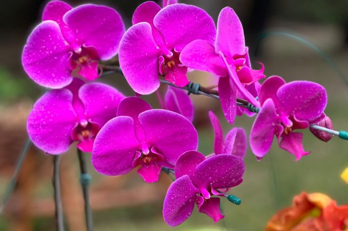 Semma prepara Orquidário e Catedral de Flores para visitação no Dia das Mães