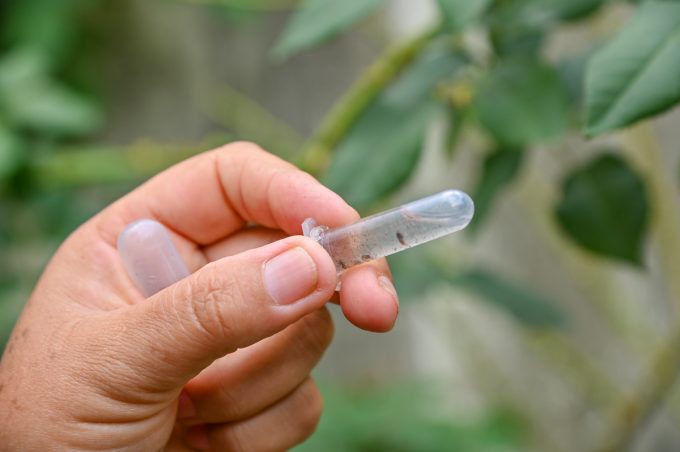 Índice de Infestação por Aedes aegypti em Vitória da Conquista cai 2,4 pontos percentuais