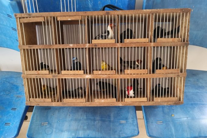 Cetas presta apoio às forças de segurança na Operação Voo Livre. Ação resgatou 49 aves silvestres na região de Poções