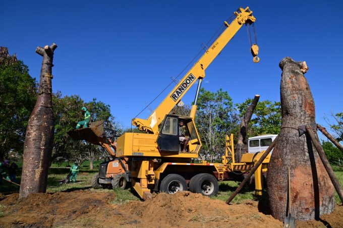 Secretaria Municipal do Meio Ambiente realiza transplantio de árvores barrigudas apreendidas pela PRF