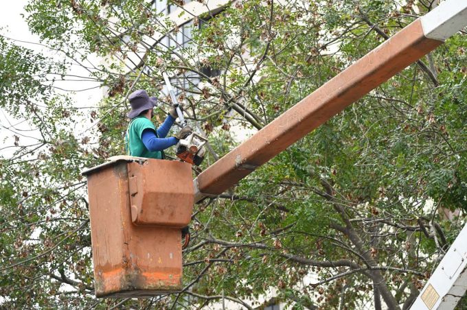 Praças e canteiros da cidade recebem manutenção geral com poda de árvores