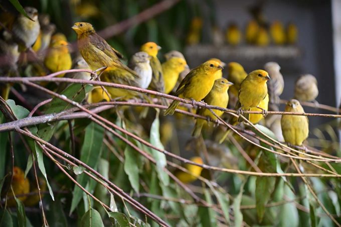 Cetas recebe mais 993 pássaros silvestres resgatados em operação policial. Somente neste mês já são mais de 1.700 aves