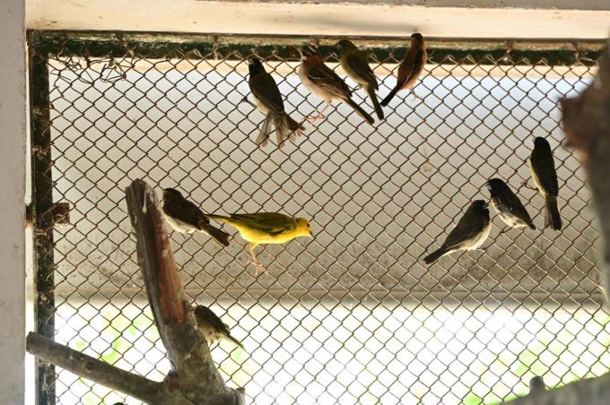 Centro de Animais Silvestres de Vitória da Conquista recebe pássaros apreendidos pela Polícia Civil em Poções