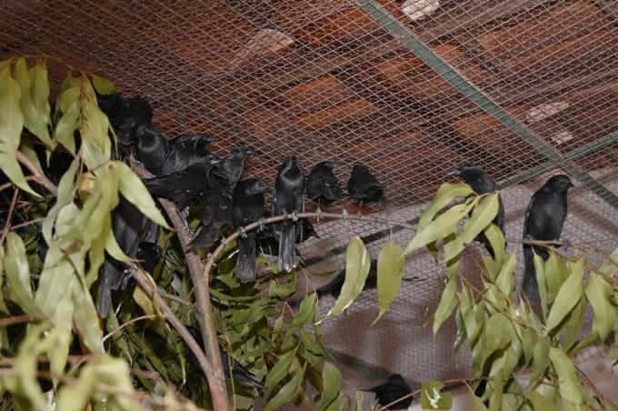 Centro de Triagem de Animais Silvestres recebe 190 pássaros resgatados pela Polícia Rodoviária Federal na BR-116