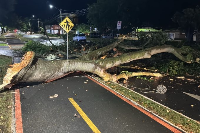 Chuva acompanhada de raios e vento intenso derruba galho de árvore na Olívia Flores. Prefeitura monitora situação