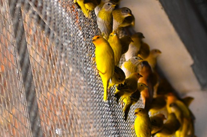 Centro de Triagem de Animais Silvestres recebe 747 aves apreendidas na região em operação do Inema e da PM