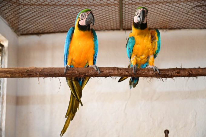 Cetas de Vitória da Conquista recebe 67 aves encaminhadas de Maceió para facilitar retorno à natureza