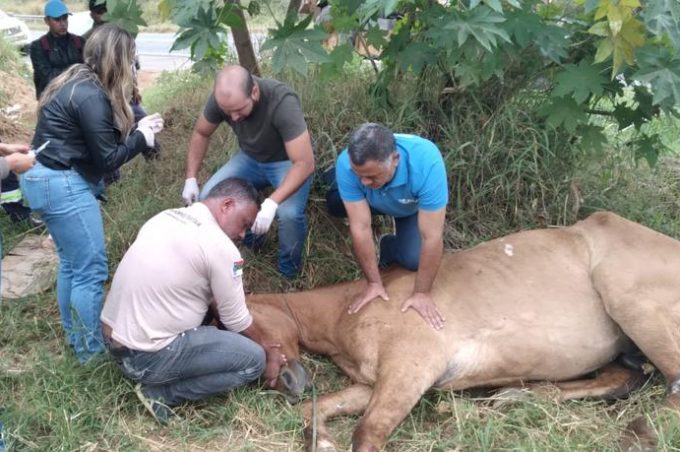 Sesep apreende mais de 300 animais de grande porte de janeiro a julho nas ruas de Vitória da Conquista 
