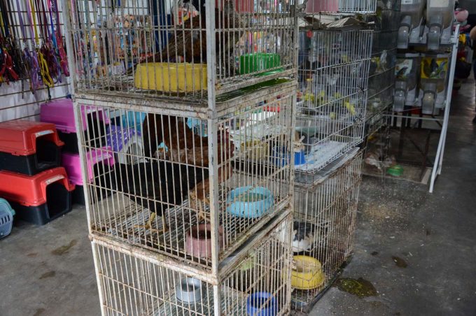 Secretaria do Meio Ambiente e Vigilância Sanitária atuam em denúncia de maus tratos em loja de animais
