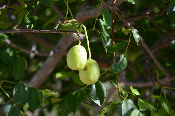 Fazenda experimental da Prefeitura é pioneira na produção de umbu gigante