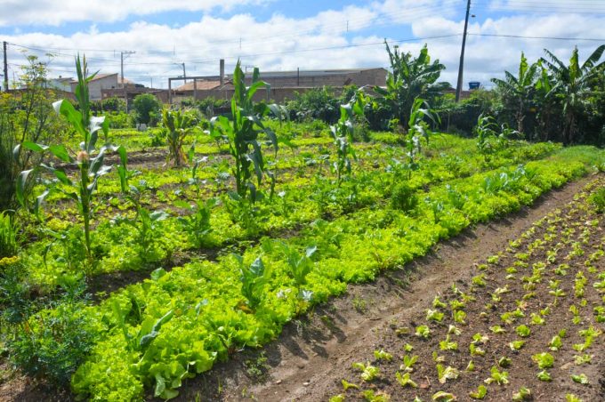 Secretaria de Desenvolvimento Rural de Vitória da Conquista orienta produtores sobre cultivo nesta época do ano