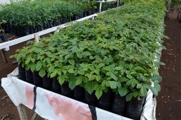Herbário Municipal produz mais de 3 mil mudas em quatro meses
