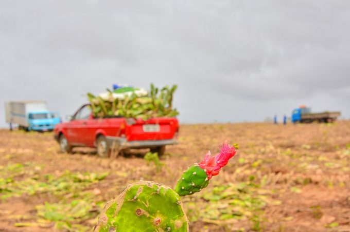 Prefeitura distribui mais de mil toneladas de palma para alimentação animal e prepara produção de novas mudas