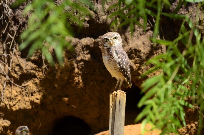 Cetas recebeu mais de 4,8 mil animais ano passado. Cerca de 70% retornaram à natureza