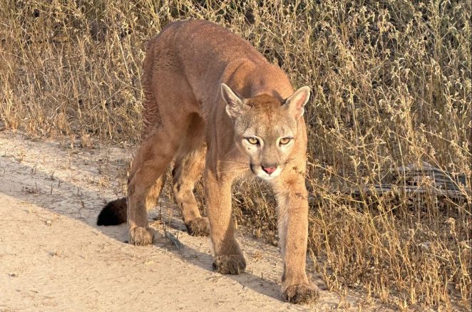 Onça-parda reabilitada no Cetas de Vitória da Conquista retorna à natureza após um ano de monitoramento e cuidado